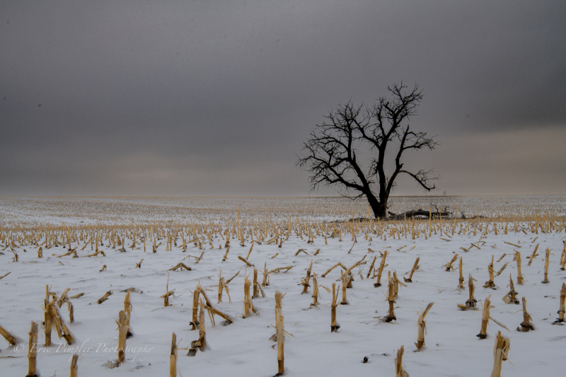 Eastern_CO_Field