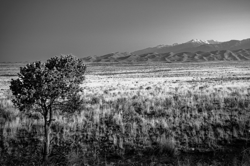 onetree_greatsanddunes_GEN