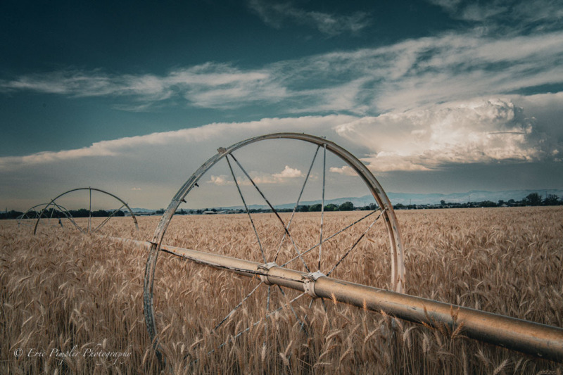 Wheat-Field-2