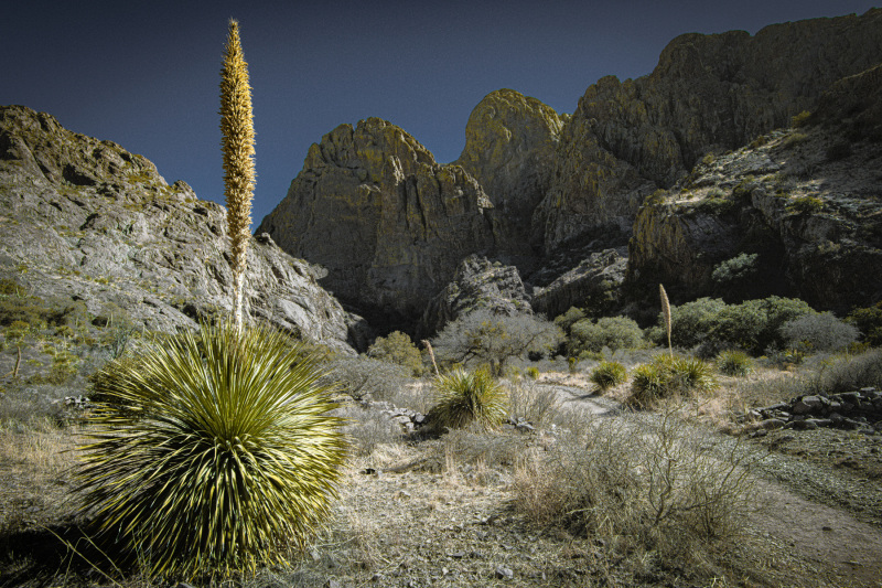 Organ_Mountains